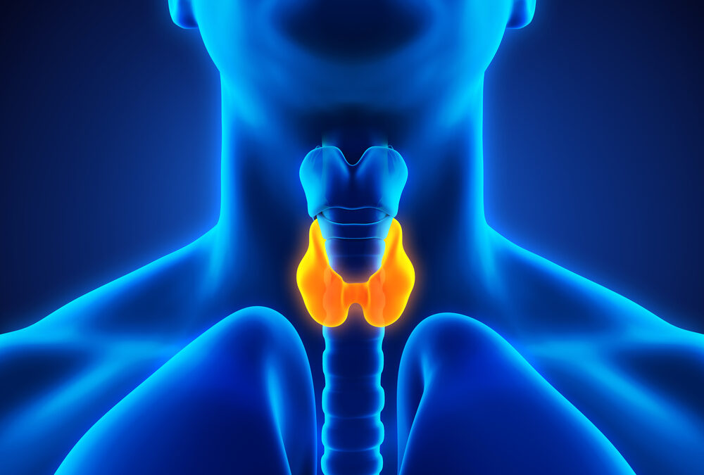 ¿Qué es la tiroides?